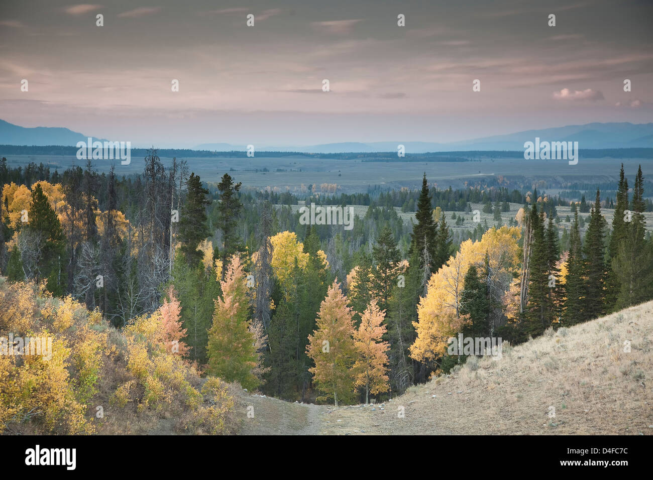 Herbstliche Bäume in ländlichen Landschaft Stockfoto