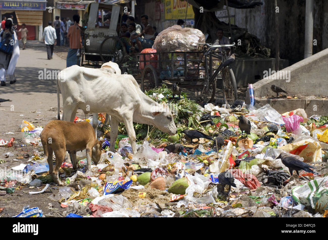 (Dpa-Datei) Die Datei Bild vom August 2007 zeigt Tiere, die Fütterung von Abfällen in einem Slum von Kolkata, Indien. Kühe sind im Grunde überall in Kolkata Tier heilig Hindus oder als Schlachtvieh zu den Moslems. Eine oder andere Weise, füttern Kühe in Kalkutta vor allem aus Abfällen, die an jeder Straßenecke rivalisierenden mit Köter, Krähen, Ziegen und Menschen angeordnet. Foto: Denis Meyer Stockfoto