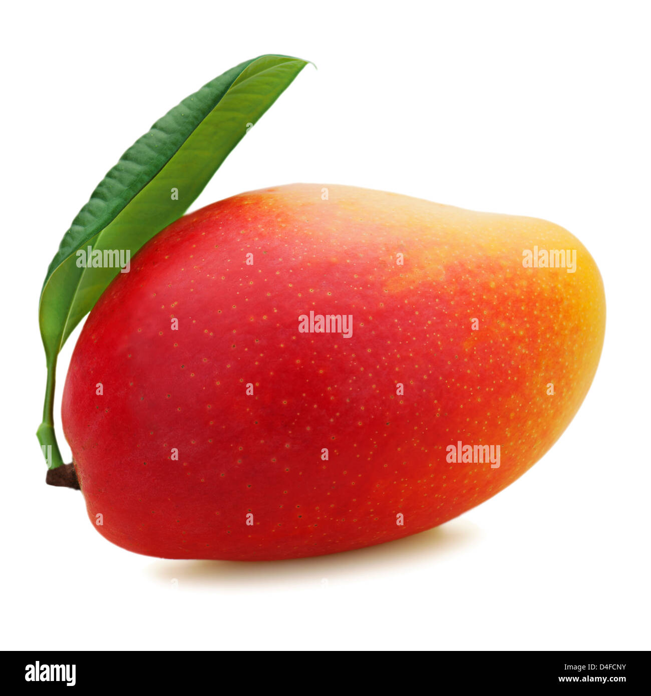 Frische Mango-Frucht isoliert auf weißem Hintergrund. Stockfoto