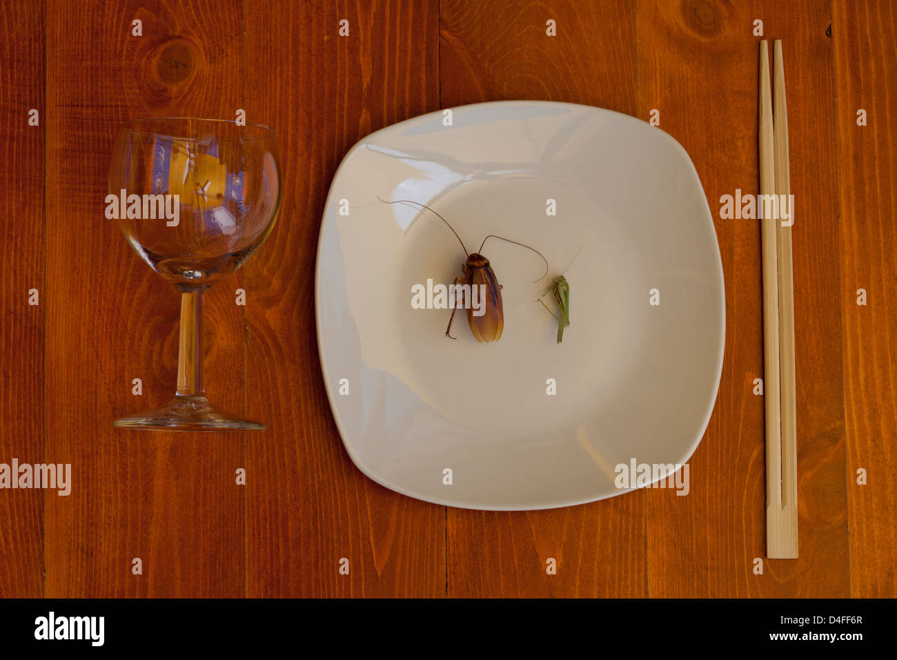 Schabe und Heuschrecke auf Teller, sticks, Tischdecken und Weinglas Stockfoto