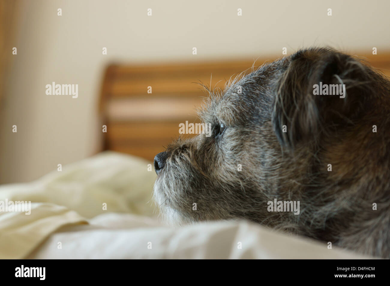 Aufwachen, großes Bett Border Terrier Hund Stockfoto