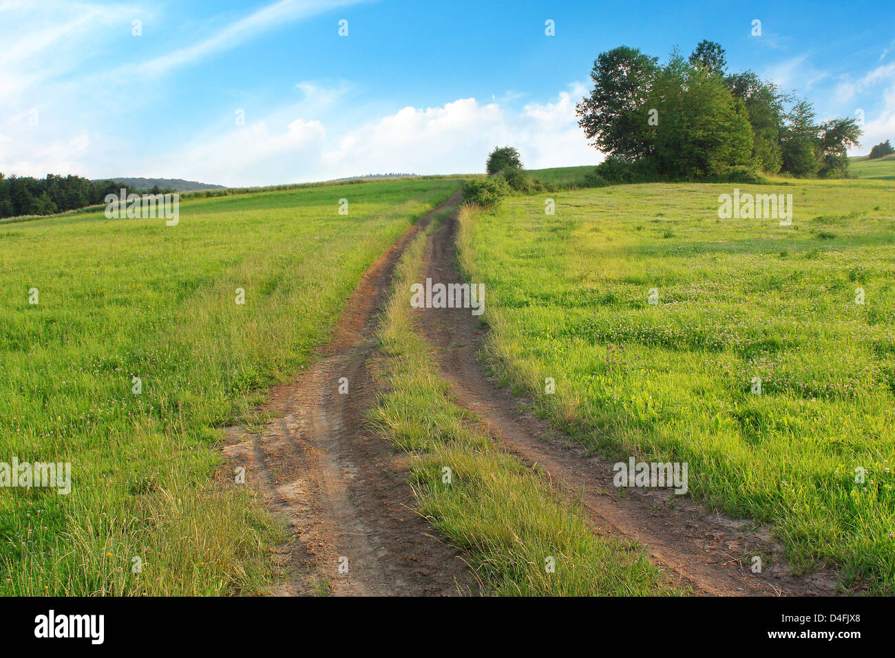 Gasse in Wiese und Bäumen Stockfoto
