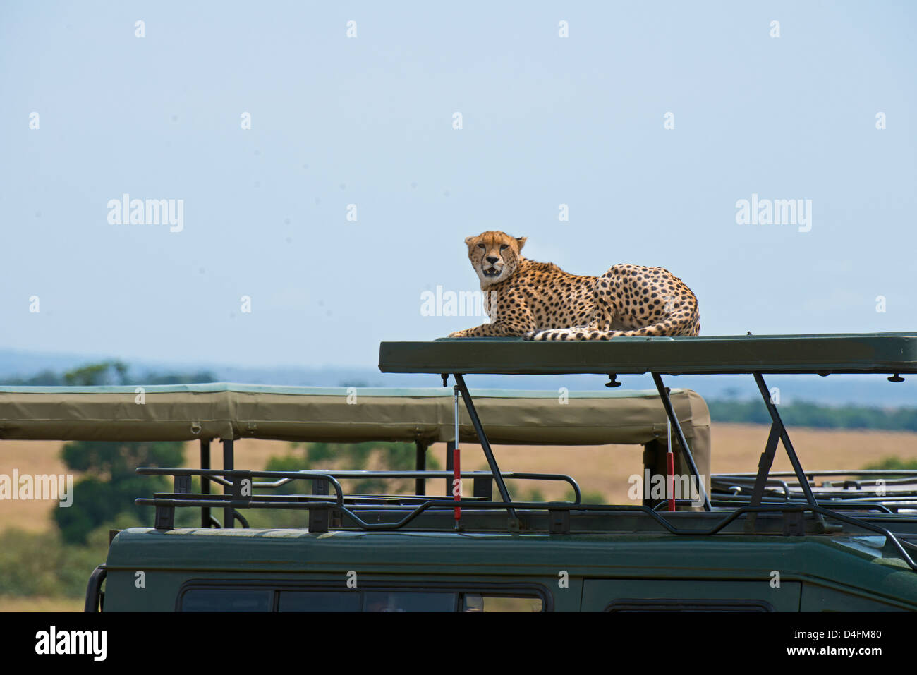 Geparden auf einen touristischen Fahrzeug in Masai Mara, Kenia, Afrika Stockfoto