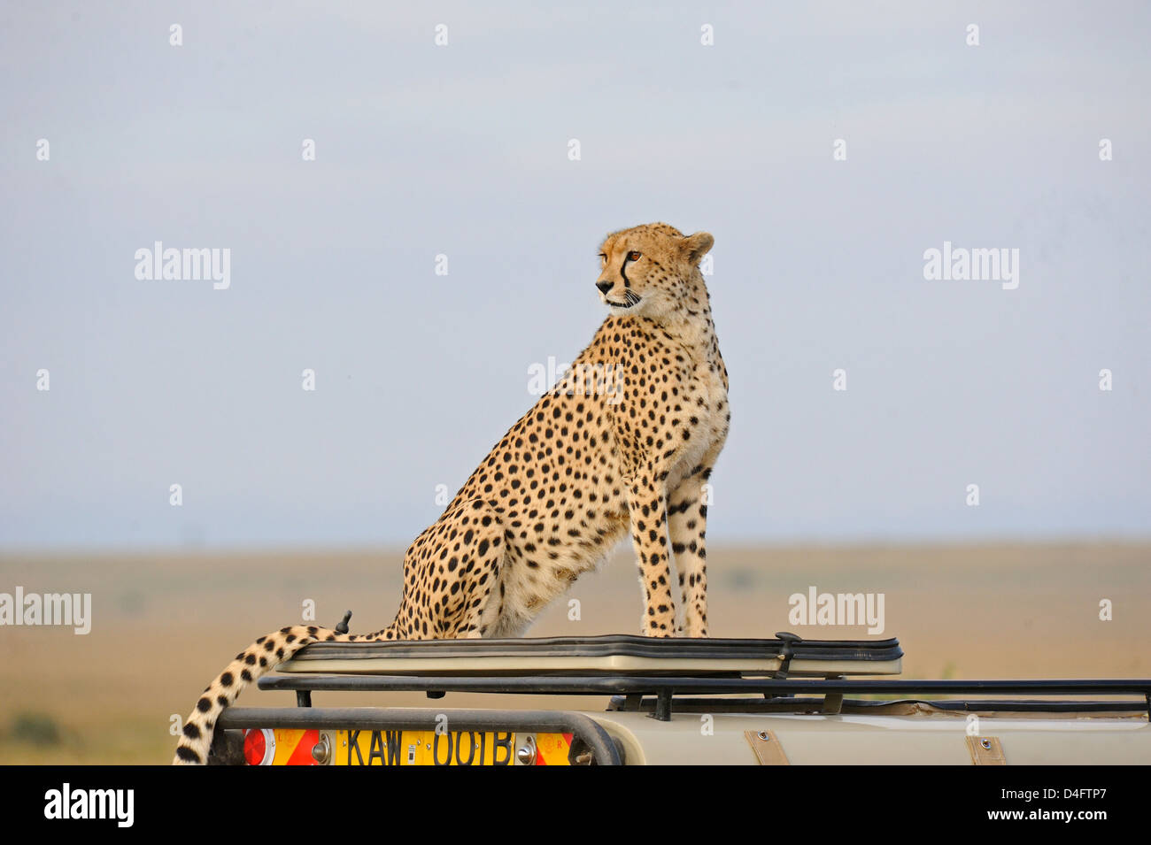 Geparden auf einen touristischen Fahrzeug in Masai Mara, Kenia, Afrika Stockfoto