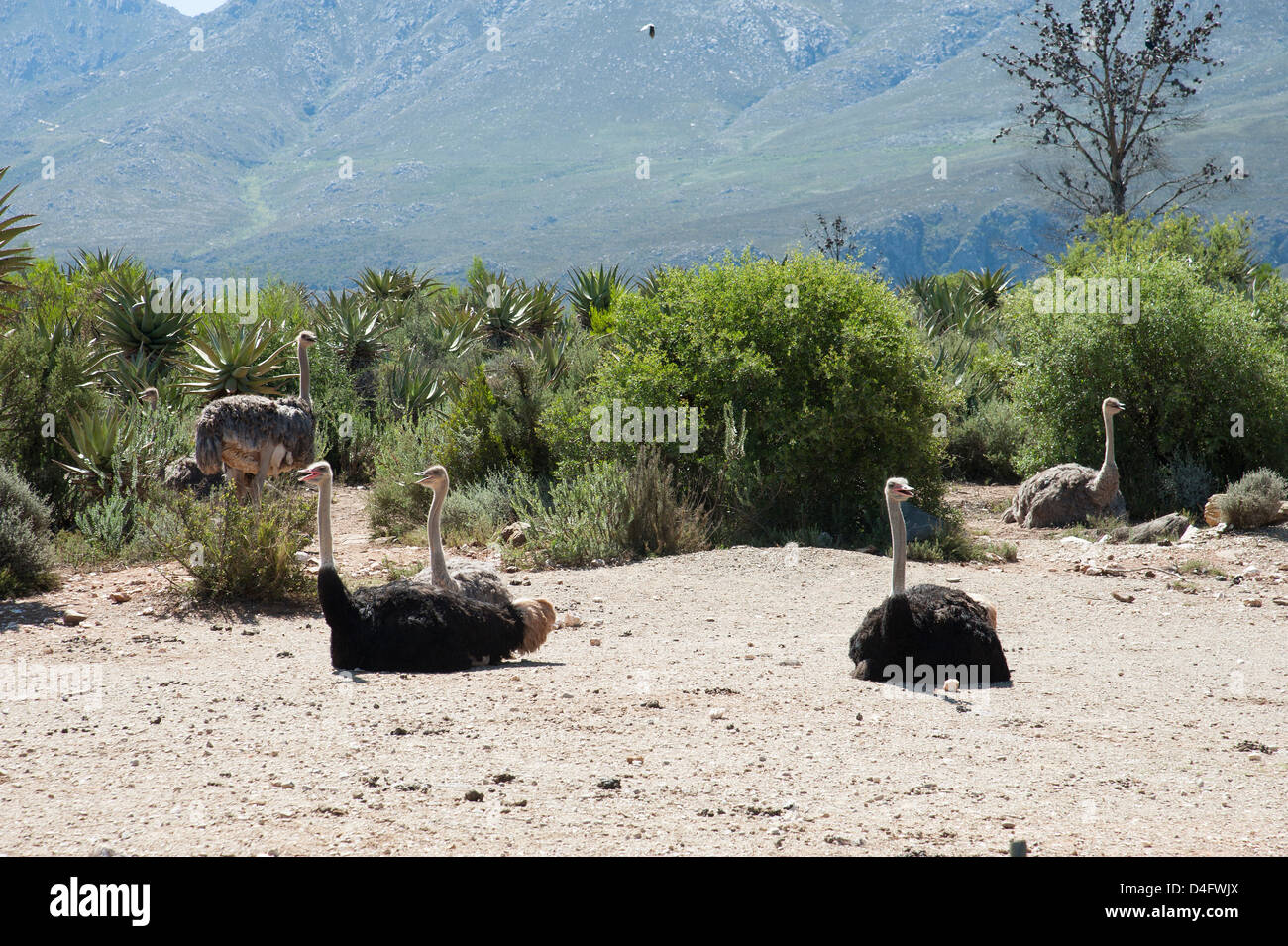 Vogel Strauß in der Karoo-Region in der Nähe von Oudtshoorn Südafrika Strauße Bauernhof Landwirtschaft wild Oudtshoorn südafrikanischen Stockfoto