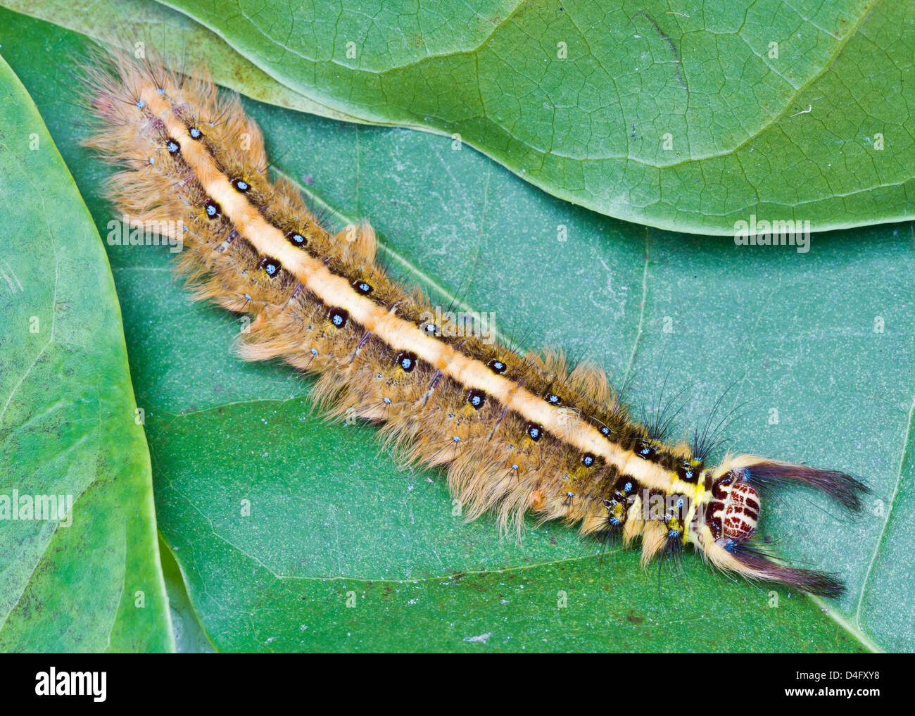 Behaarte braune Raupe Kratzen auf der grünen Blätter Stockfoto