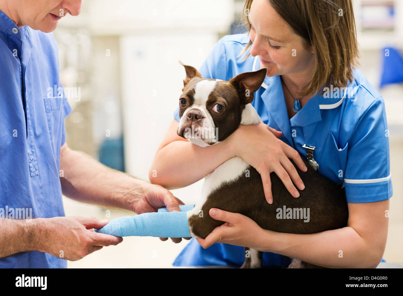 Tierärzte, die Bandagierung Dogleg Tierarzt Chirurgie Stockfoto