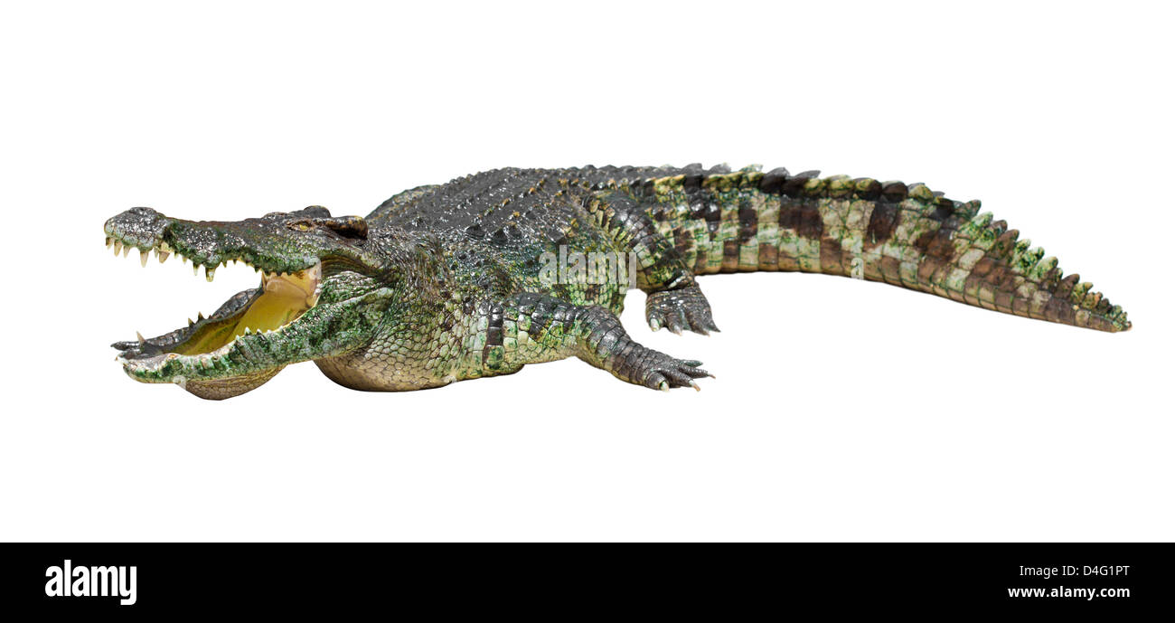 Großes Krokodil isoliert auf weiss mit Beschneidungspfad enthalten Stockfoto