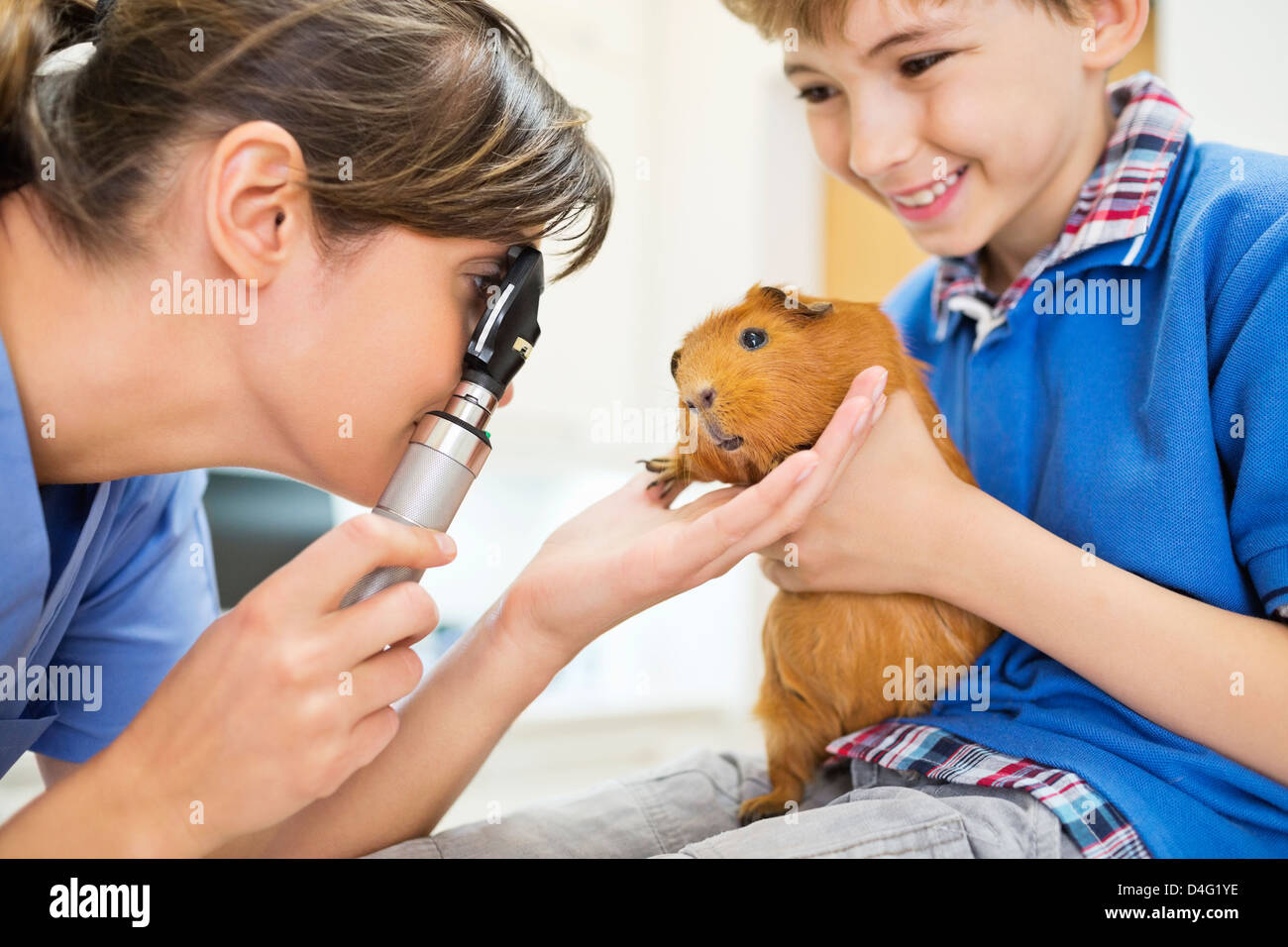 Boy Holding Meerschweinchen Tierarzt Prüfung Stockfoto