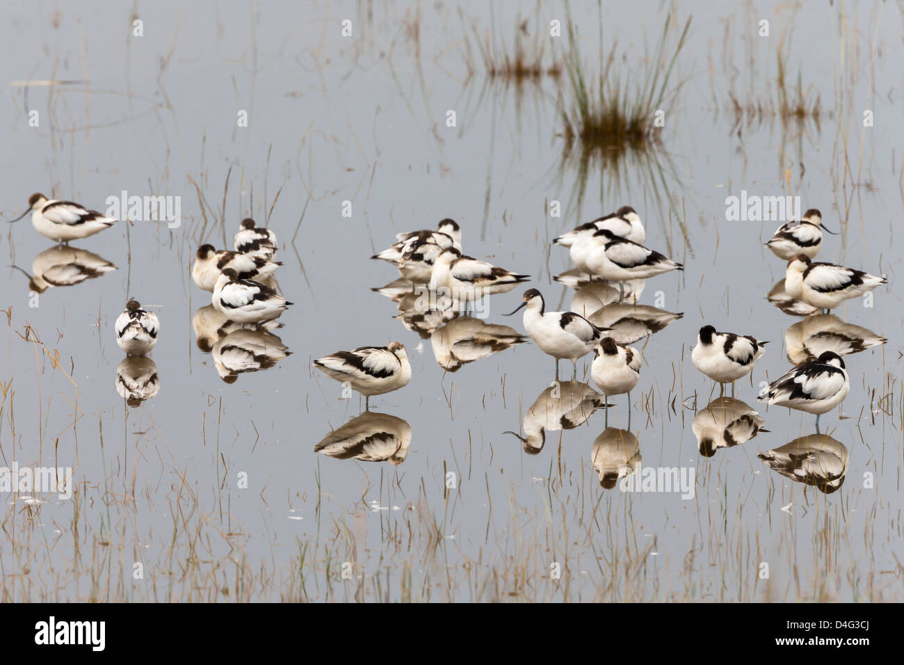 Pied Säbelschnäbler (Recurvirostra Avosetta) Lake Nakuru National Park, Rift Valley in Kenia, Afrika, September 2012 Stockfoto