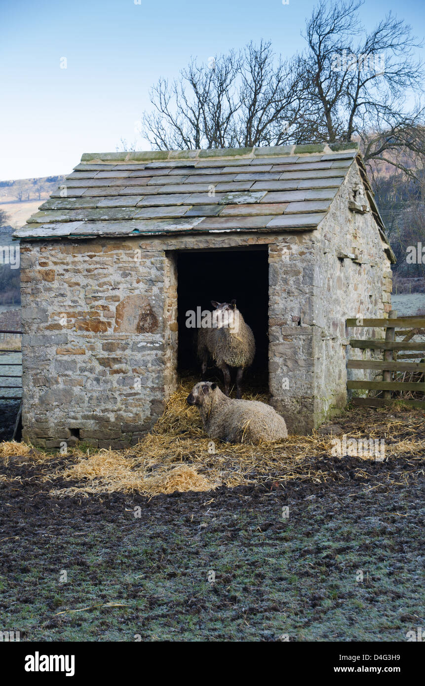 Zwei Schafe in einer kleinen Scheune Stockfoto