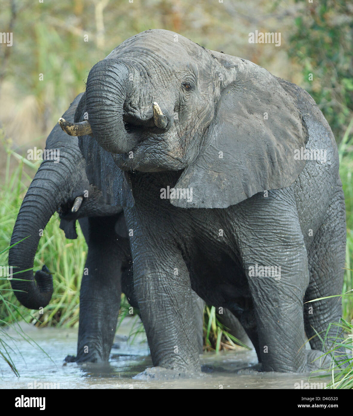 Afrikanischer Elefant Loxodonta Africanus Saadani Nationalpark Tansania trinken Stockfoto