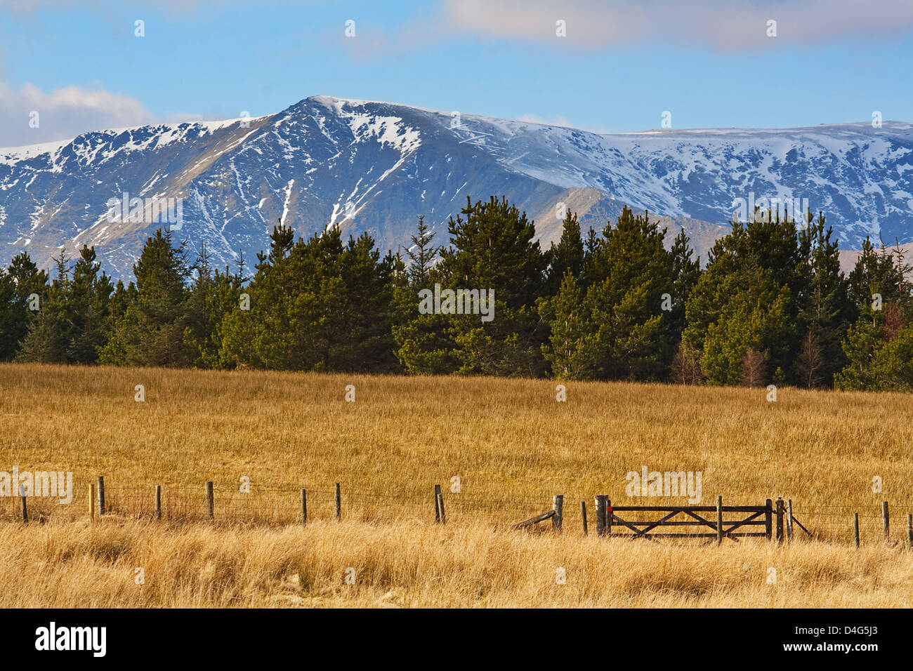 schneebedeckten Rocky Mountains hinter Pelz Bäume mit Feld- oder Prärie vor Stockfoto