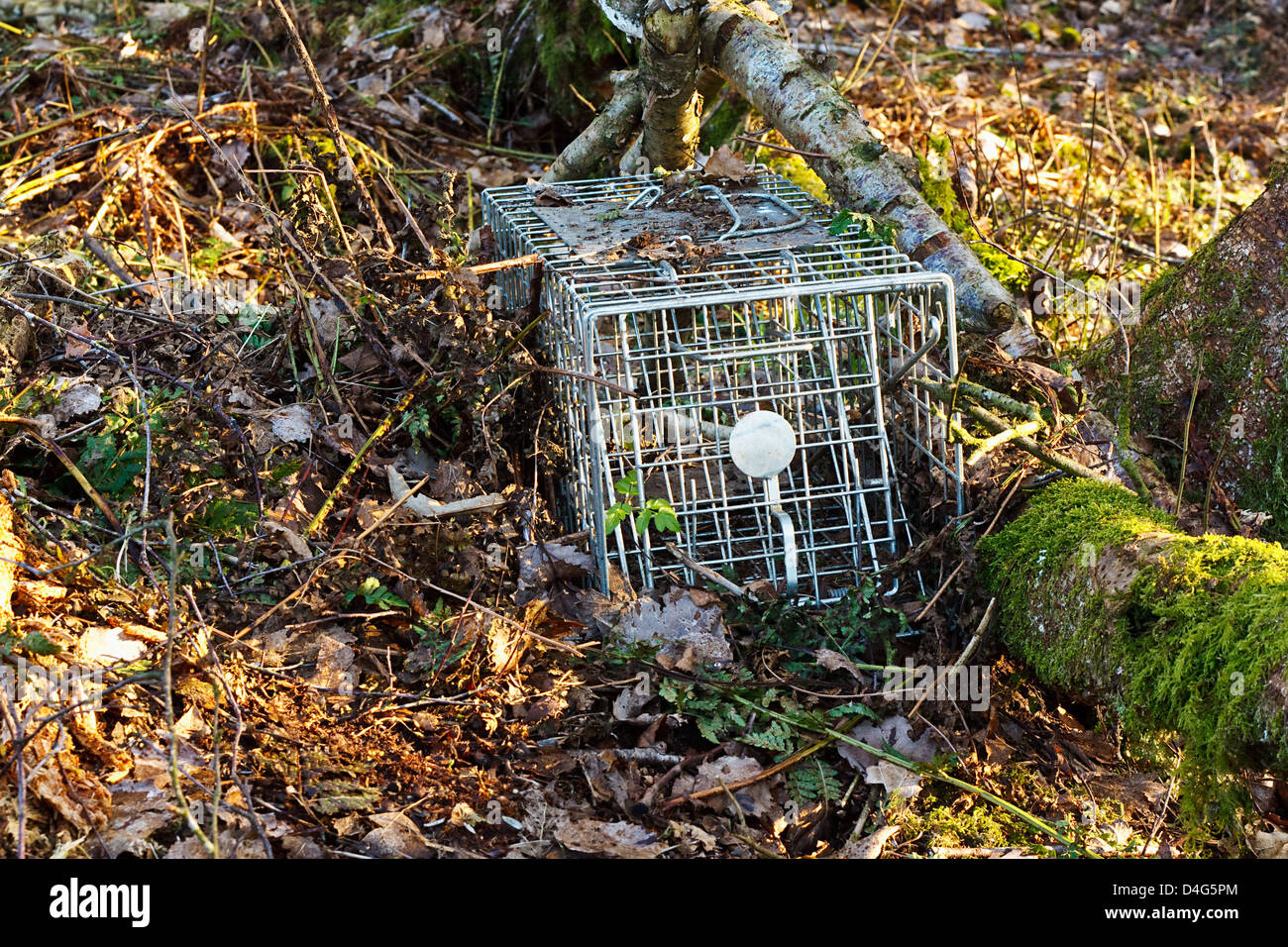 tödliche oder humane Stahl Tier Falle benutzt, um kleine Säugetiere für tagging oder Umzug zu fangen Stockfoto