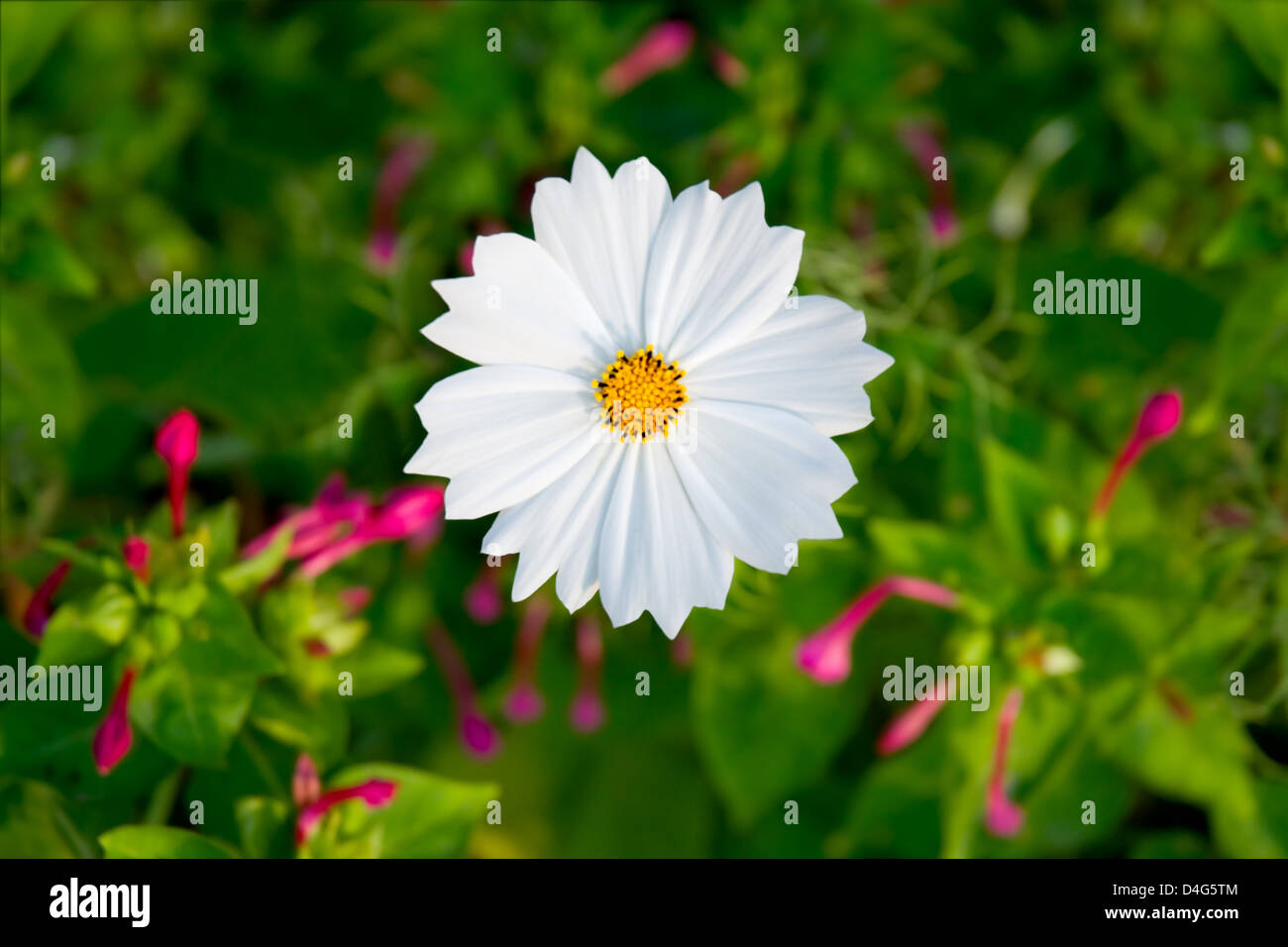 Weiße Blume werden auf der Nahaufnahme fotografiert Stockfoto