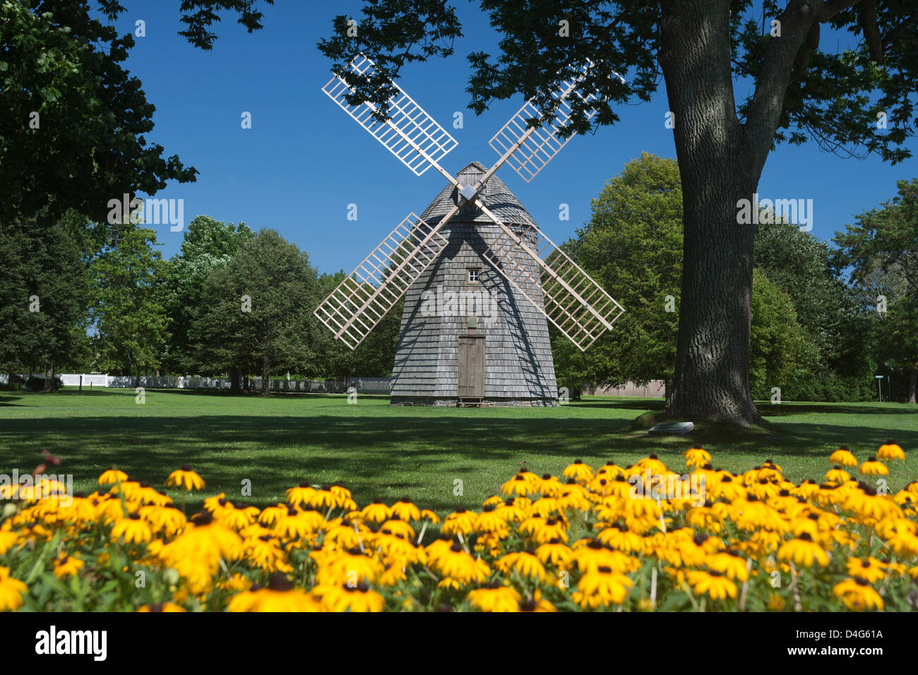 BLACK EYED SUSAN BLUMEN CORWITH WINDMILL VILLAGE GREEN WASSER MÜHLE LONG ISLAND NEW YORK STATE USA Stockfoto