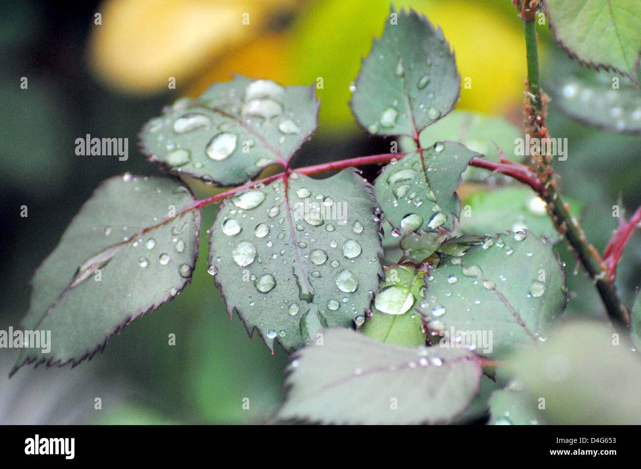 Schöne Aussicht auf Blätter Tropf Tropfen Regenwasser während Platzregen der Frühjahrssaison in Peshawar auf Mittwoch, 13. März 2013. Stockfoto