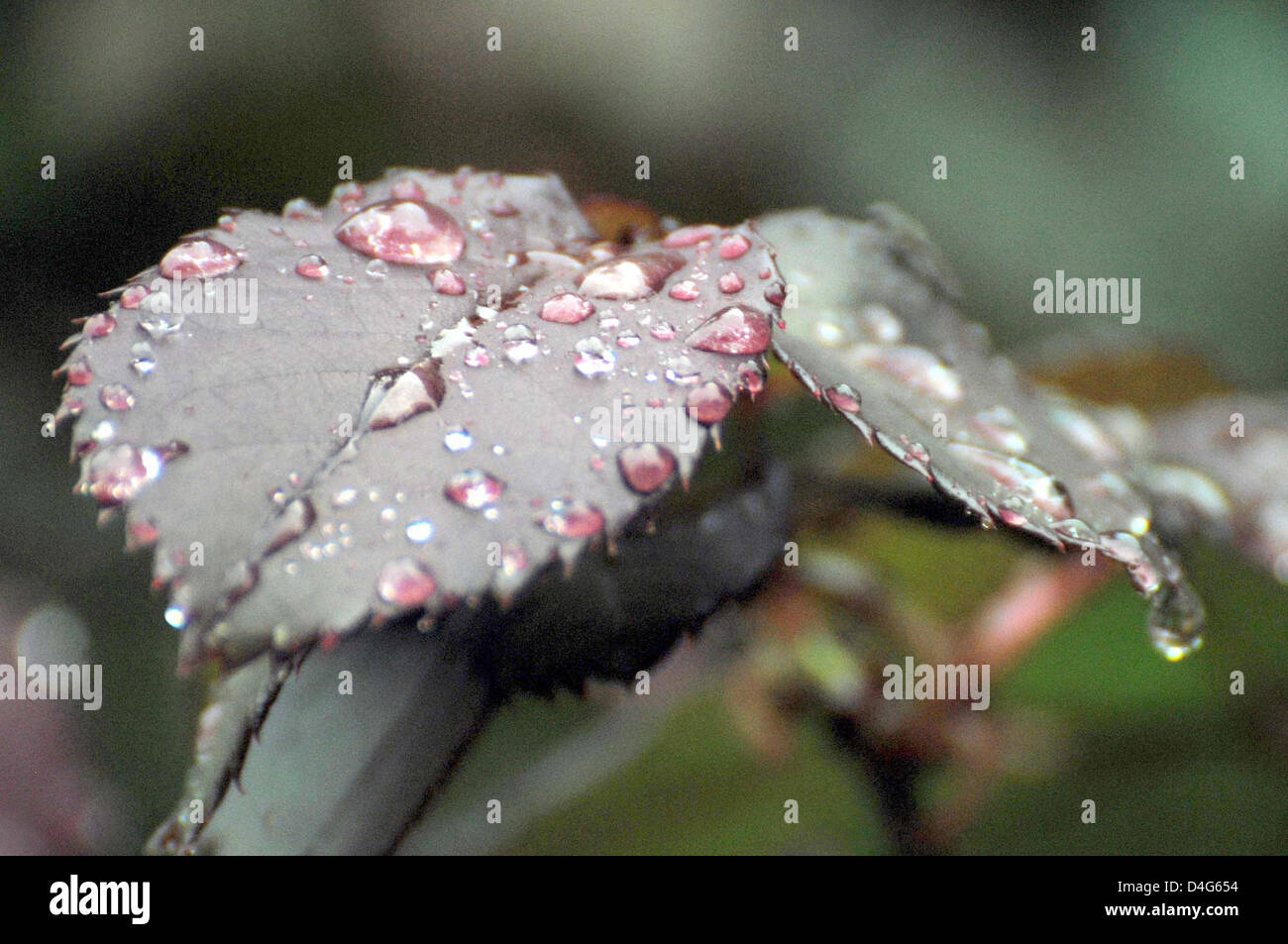Schöne Aussicht auf Blätter Tropf Tropfen Regenwasser während Platzregen der Frühjahrssaison in Peshawar auf Mittwoch, 13. März 2013. Stockfoto