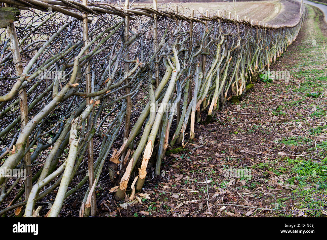 Traditionelle Hecke in der englischen Landschaft gelegt Stockfoto