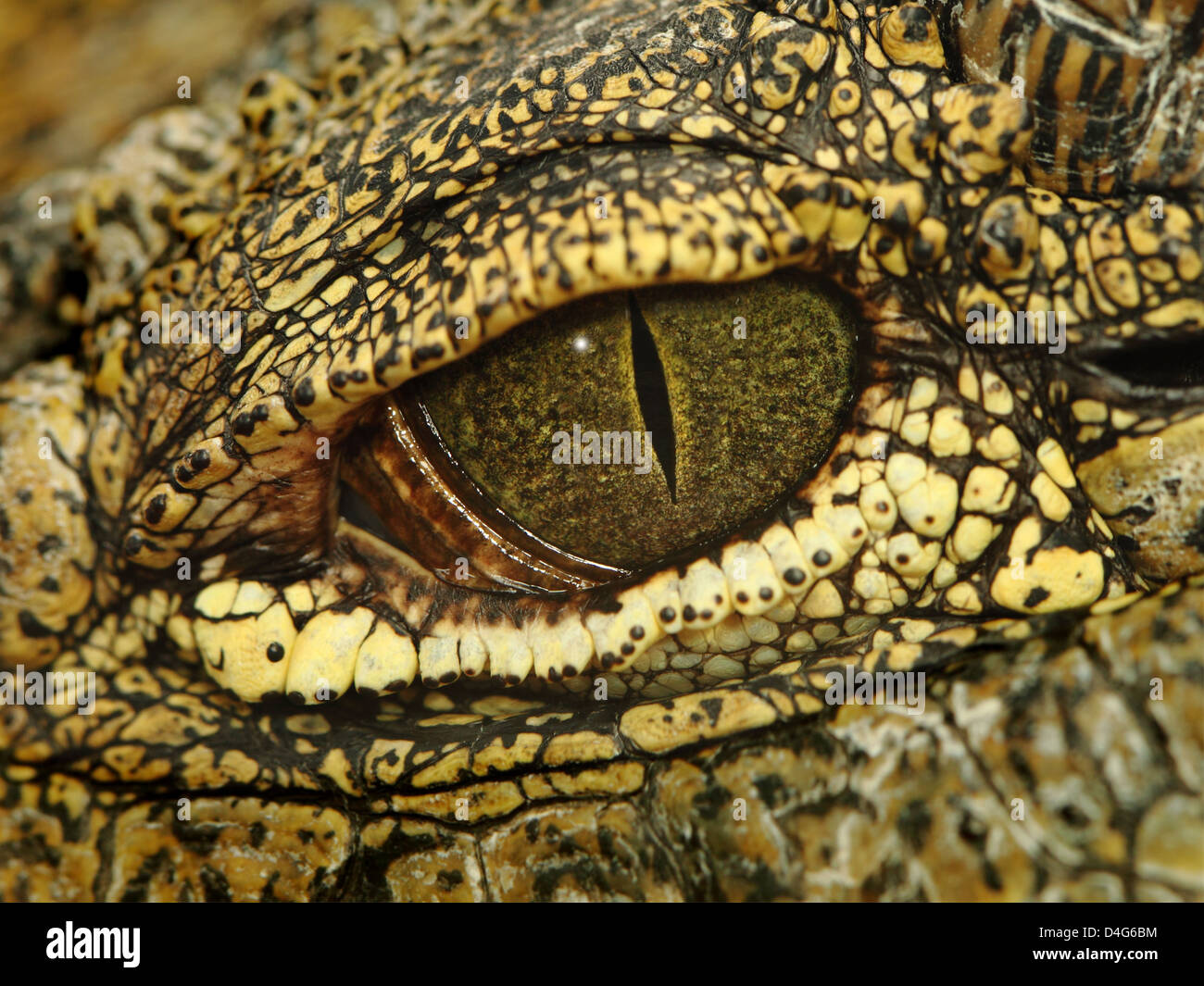 Bild-Makro von einem fantastischen Auge des Nil-Krokodile Stockfoto