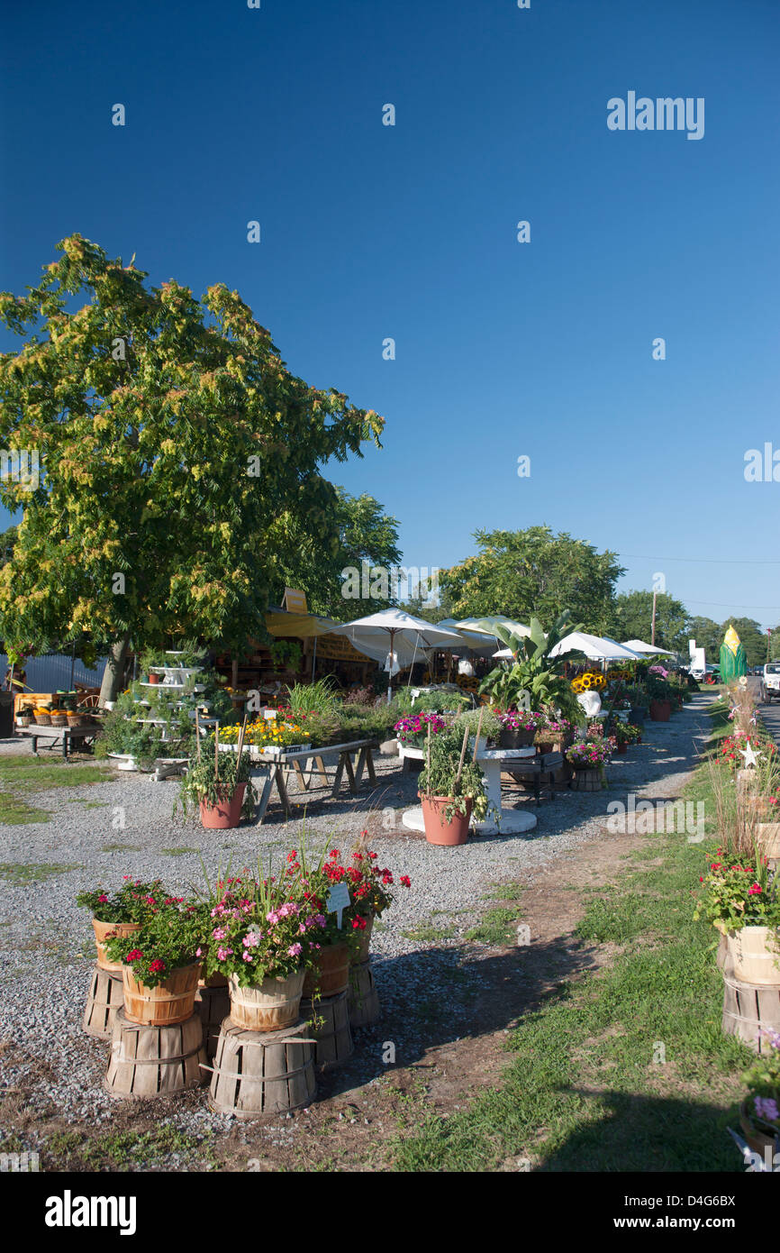 HEDGEGROVE AM STRAßENRAND MARKT ROUTE 27 BRIDGEHAMPTON LONG ISLAND NEW YORK STATE USA Stockfoto