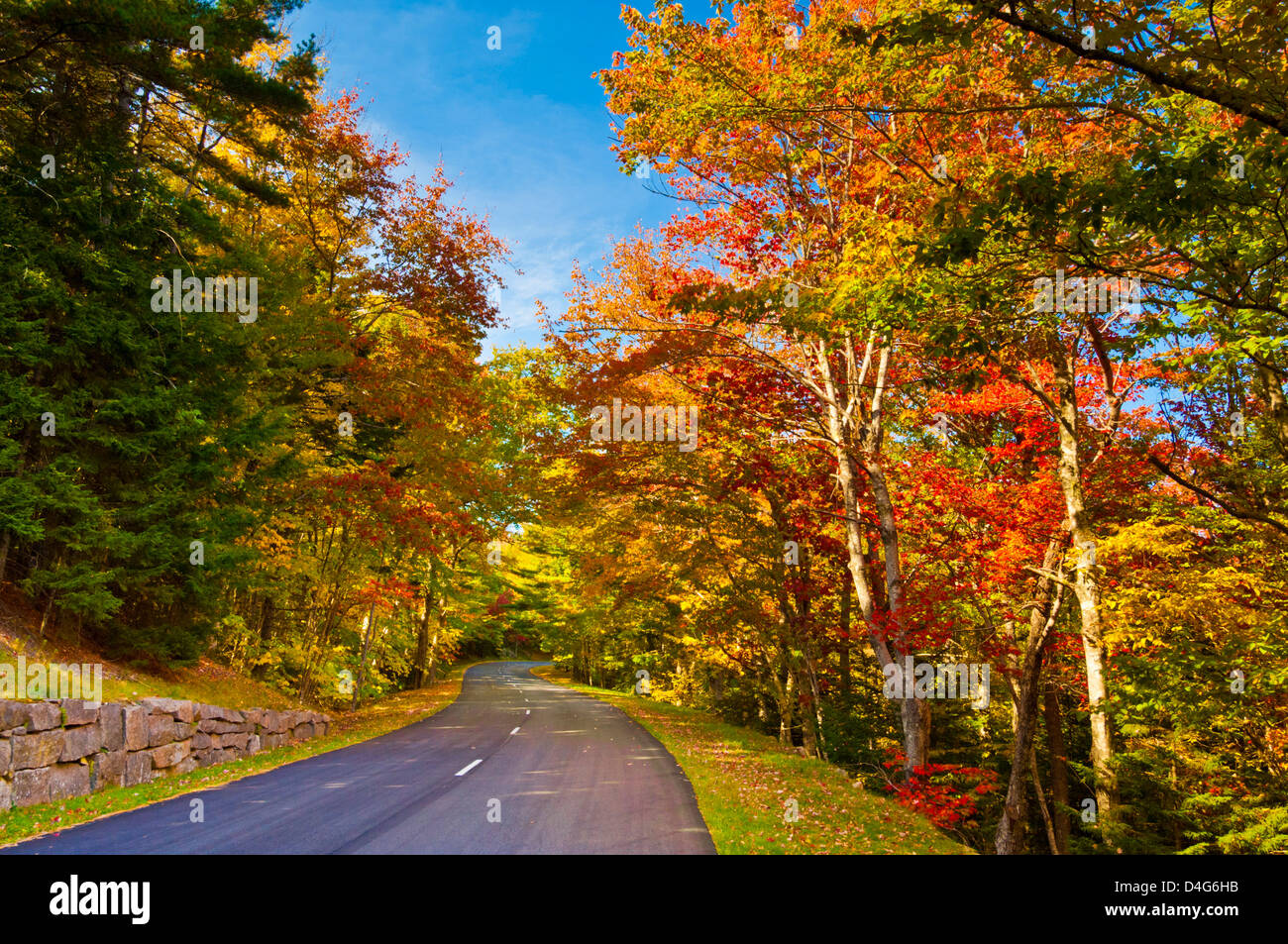 Herbstfärbung [Park Loop Road] [Mount Desert Island] Acadia Nationalpark Maine USA Vereinigte Staaten von Amerika Stockfoto