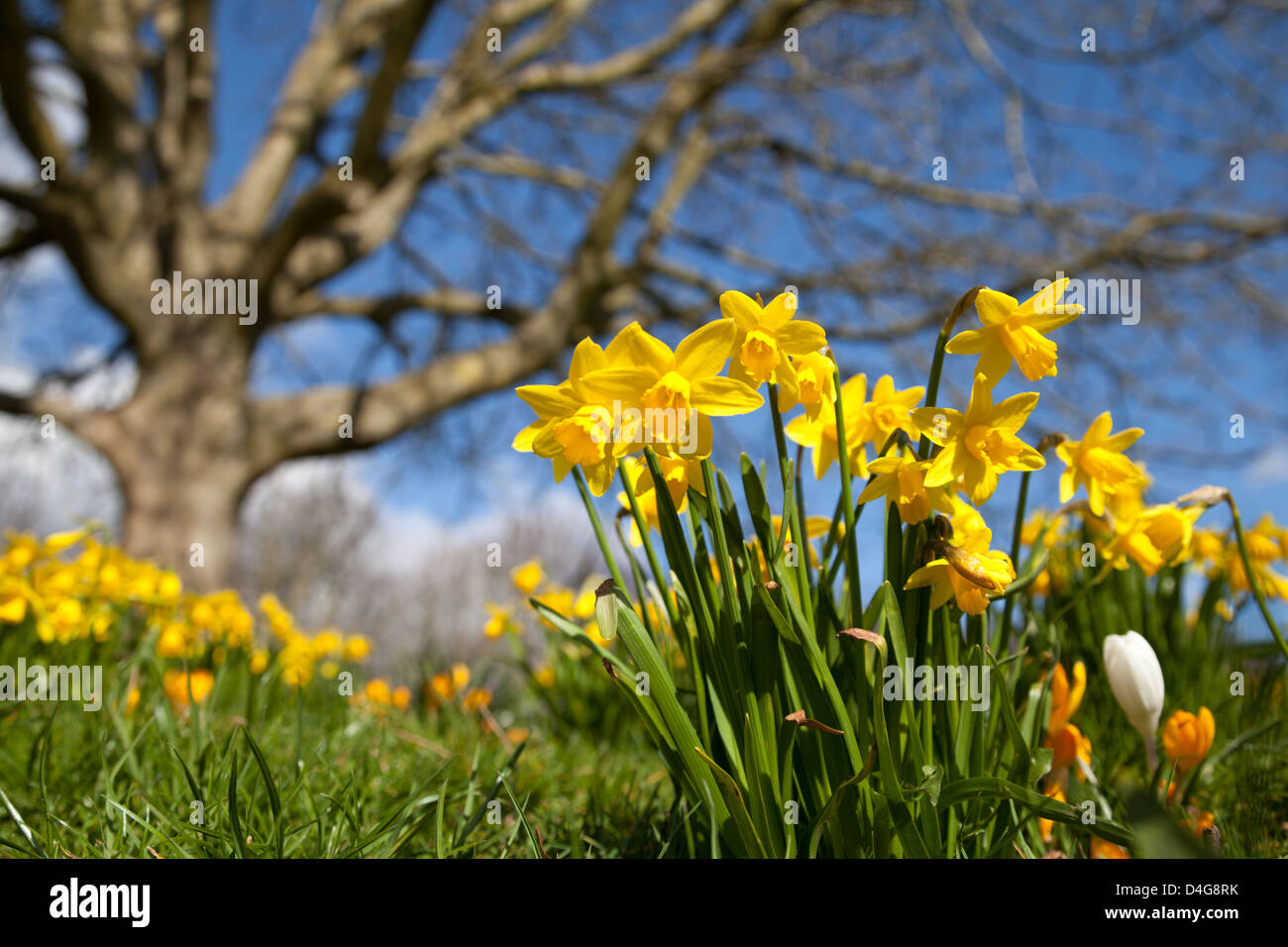 Narzissen blühen im Eastrop Park in Basingstoke, Hampshire, während der Beginn des Frühlings Stockfoto