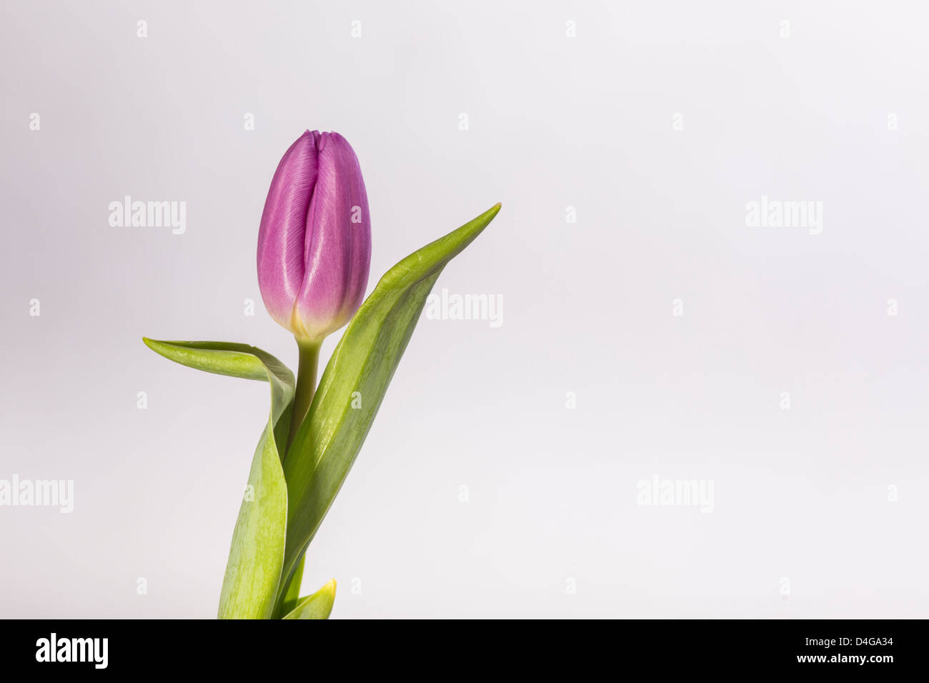 Lila Tulpe auf weißem Hintergrund Stockfoto