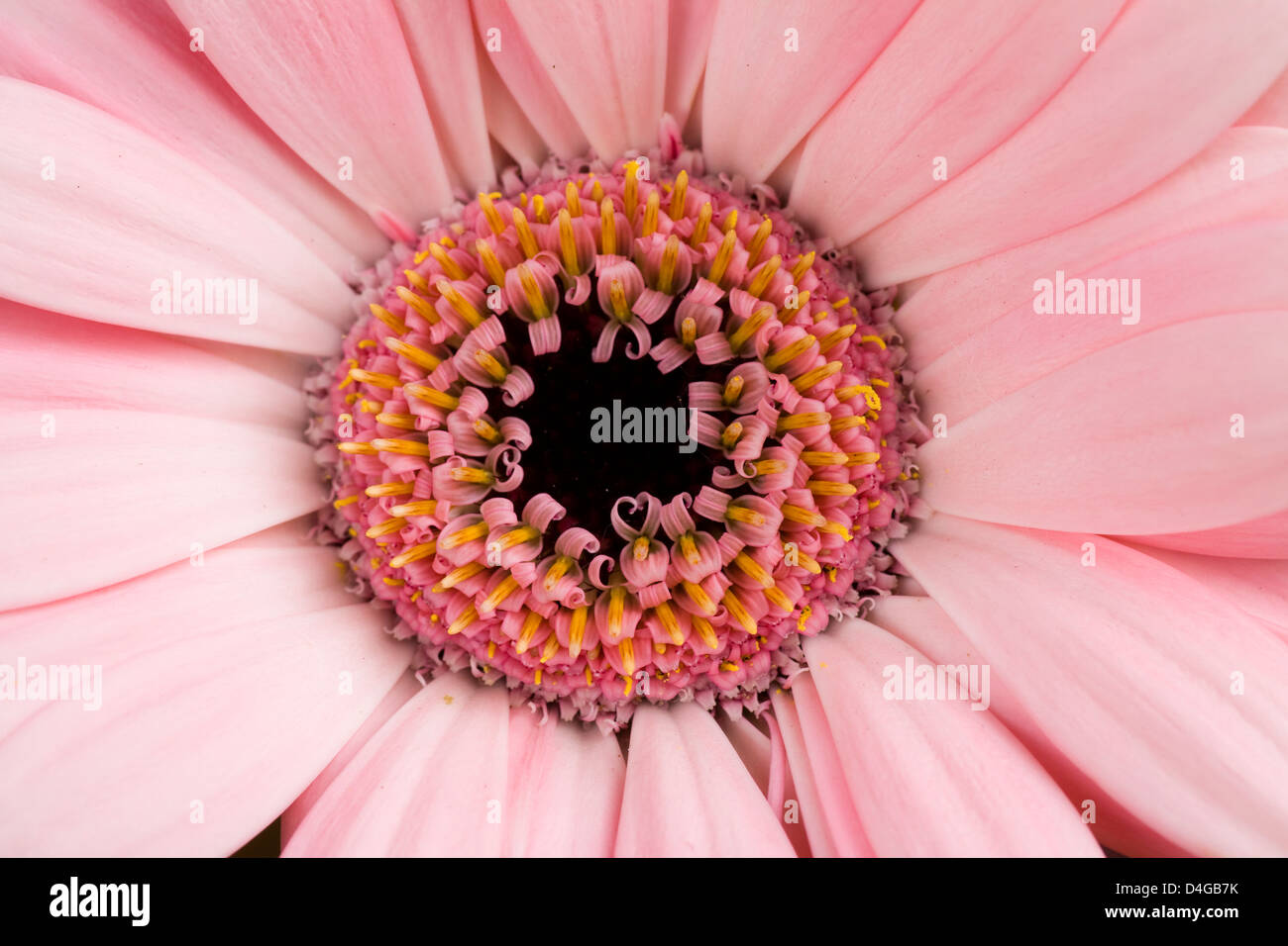 Gerbera Daisy Hintergrund Macro Serie. Blumen lila Stockfoto