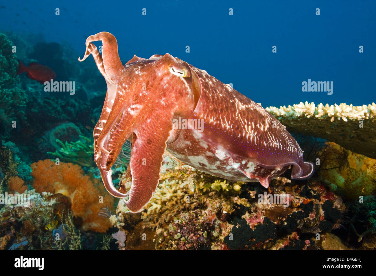 Ein Broadclub Tintenfisch, Sepia finden, Komodo, Indonesien. Stockfoto