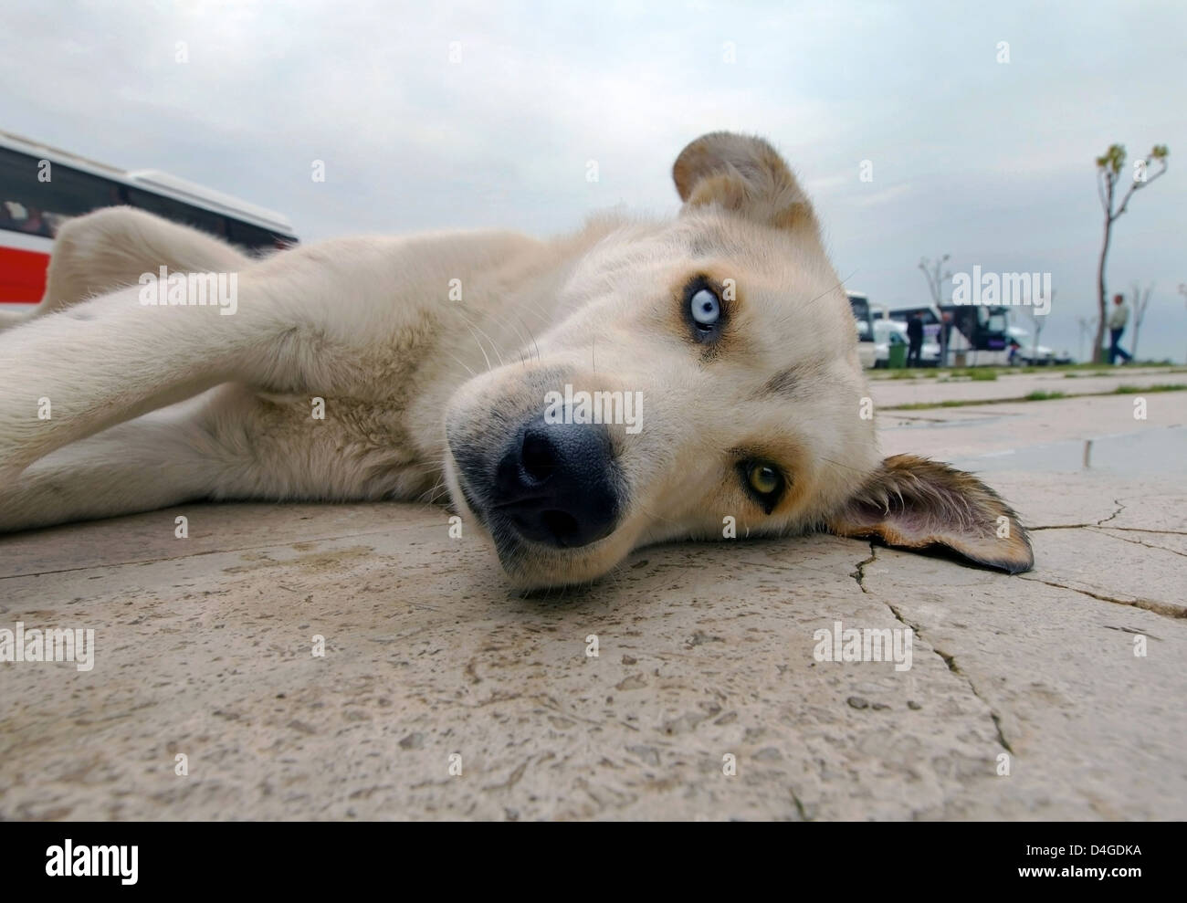Hund mit verschiedenen farbigen Augen, Antalya, Türkei, Westasien Stockfoto
