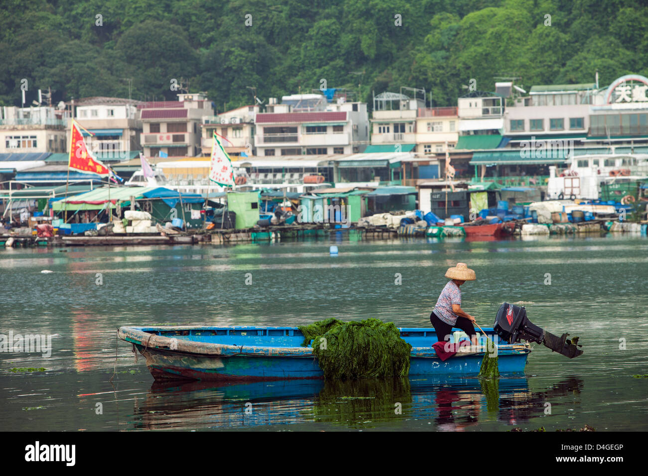 Eine Frau sammeln Algen vom Boot in Sok Kwu Wan (Picnic Bay) auf Lamma Island, Hong Kong. Stockfoto