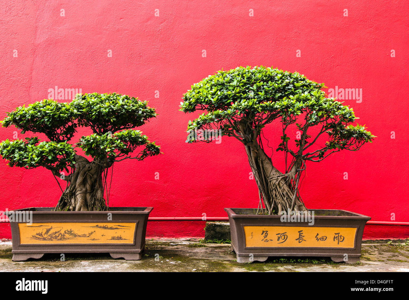Zwei kleine Bäume in Töpfen gegen eine rote Wand bei der 10.000 Buddhas Kloster, New Territories, Hong Kong, China, Asien. Stockfoto Zwei kleine Bäume in Töpfen gegen eine rote Wand bei der 10.000 Buddhas Kloster, New Territories, Hong Kong, China, Asien. Stockfoto