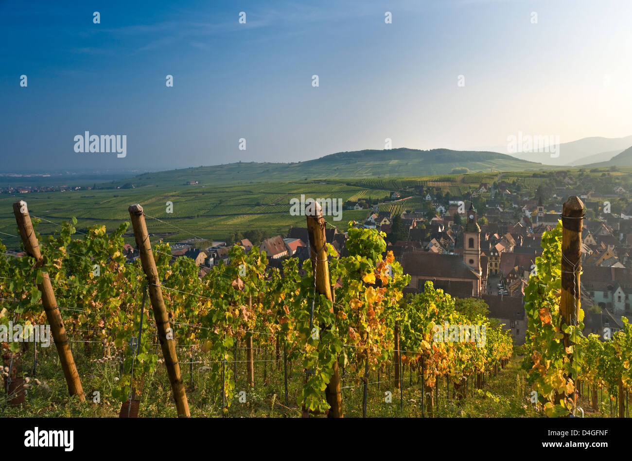 Riquewihr Weinberge & Dorf, in herbstlichen Farben im Schoenenbourg Weinberge oberhalb der mittelalterlichen Dorf Riquewihr Weinstrasse Elsass Frankreich Stockfoto