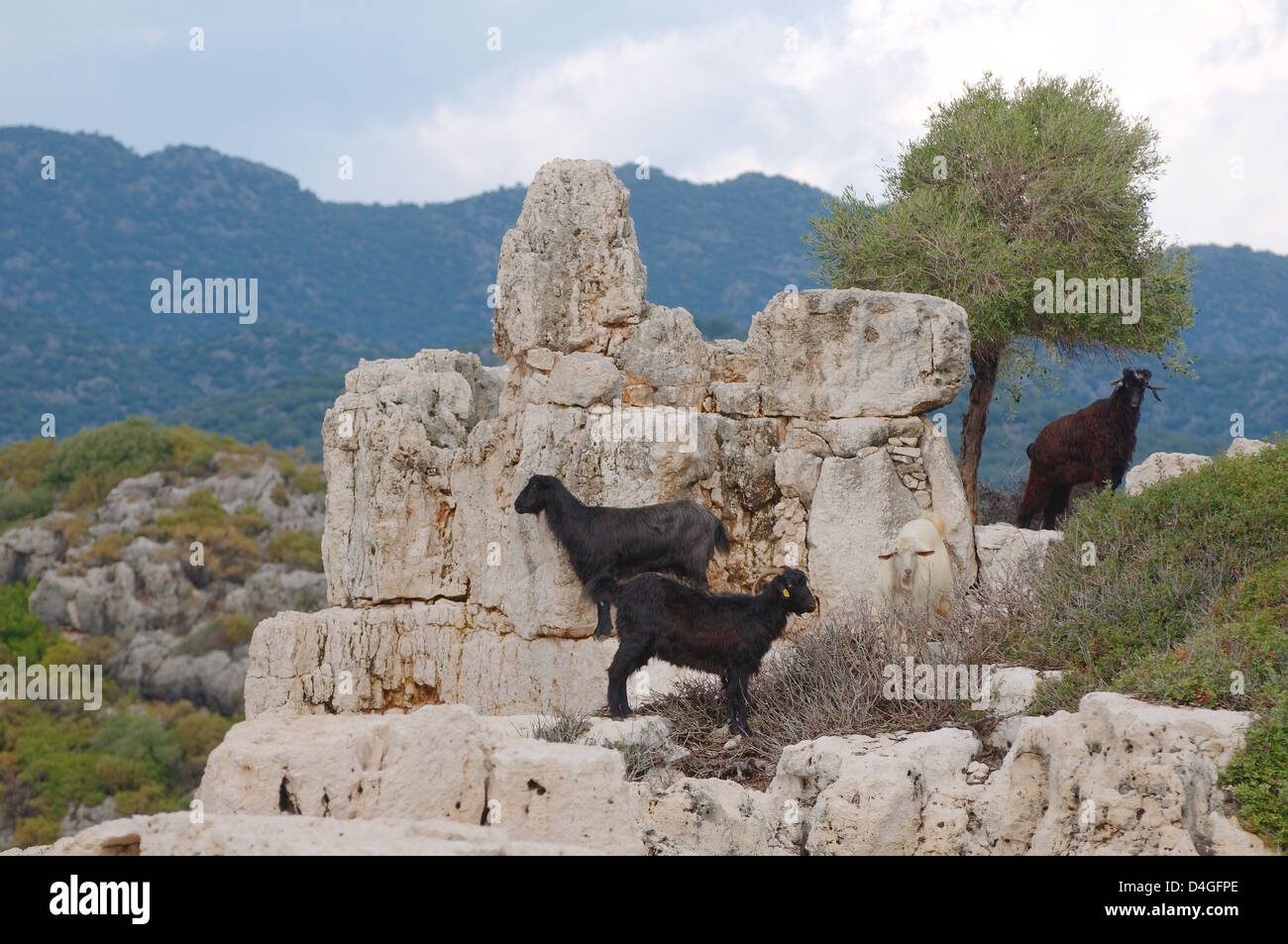 Ziegen sind auf den Ruinen der antiken Stadt Kekova, Türkei streifte. Stockfoto