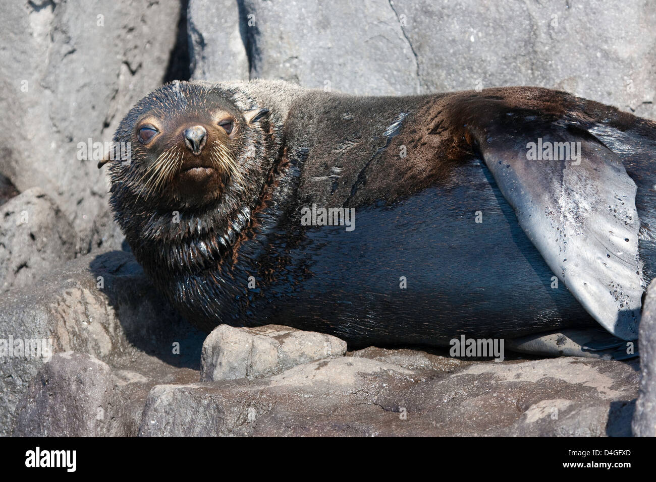 Dieser junge Guadalupe-Seebär Arctocephalus Townsendi wurde an der felsigen Küste der Insel Guadalupe, Mexiko fotografiert. Stockfoto