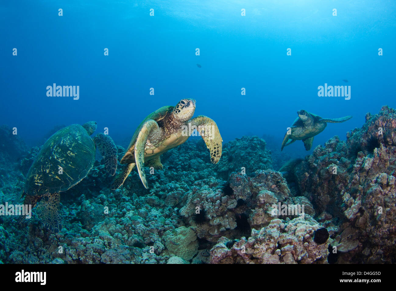Grüne Meeresschildkröten, Chelonia Mydas, eine bedrohte Art. Hawaii. Stockfoto