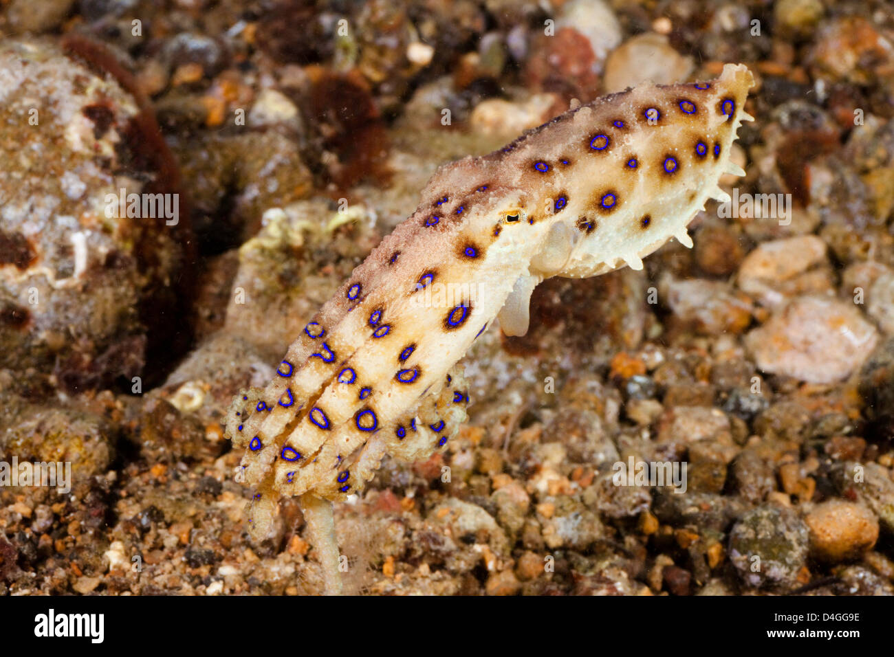 Die tropischen blau-beringte Krake, Hapalochiaena Lunulata, Philippinen. Stockfoto