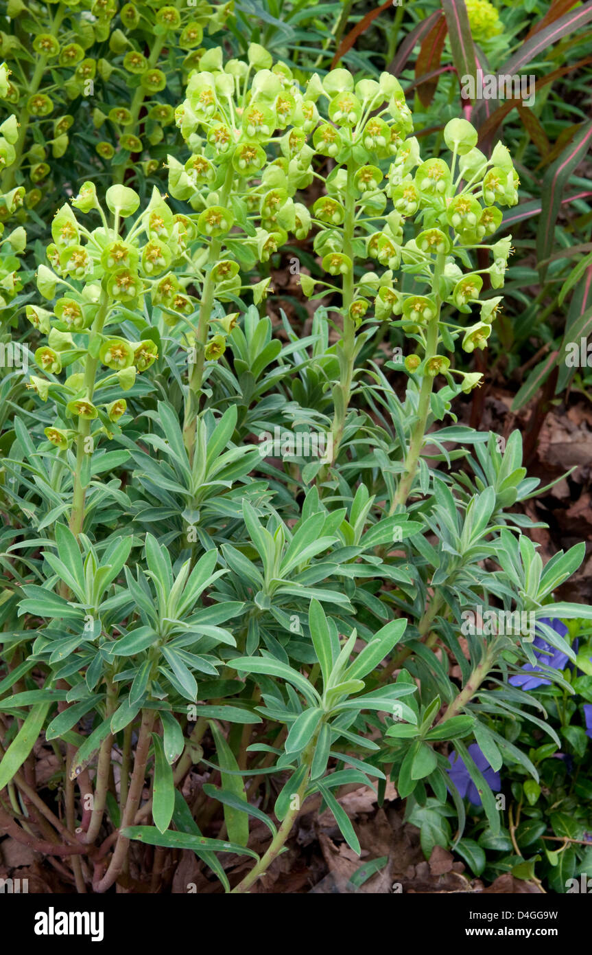 Euphorbia Characias Subspecies Charachias 'Humpty Dumpty'. Stockfoto
