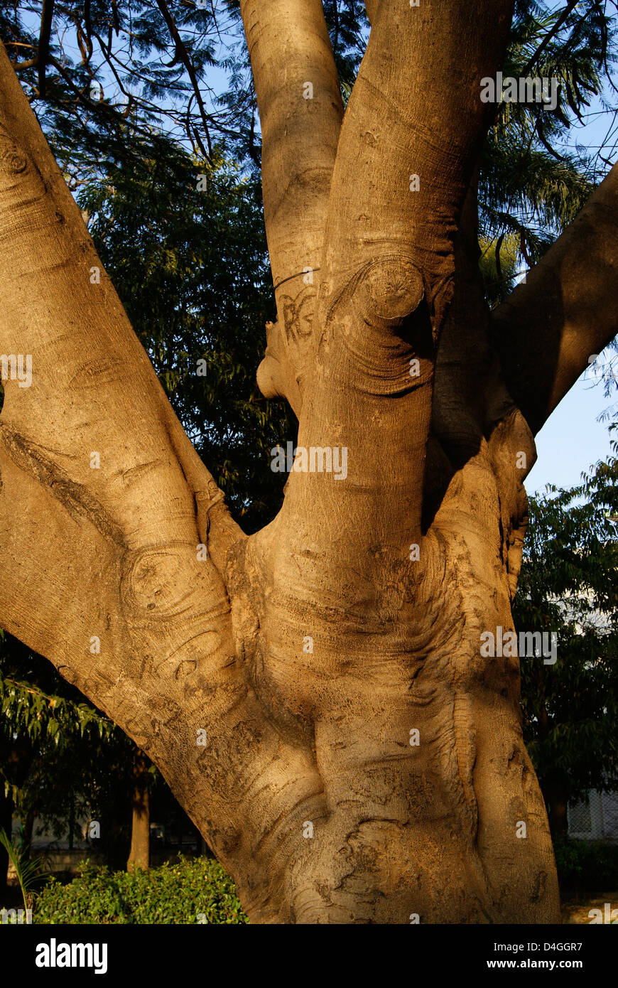 Riesigen Baumstamm und Ästen Blick auf Swamy Vivekananda Park in Bangalore Indien Stockfoto