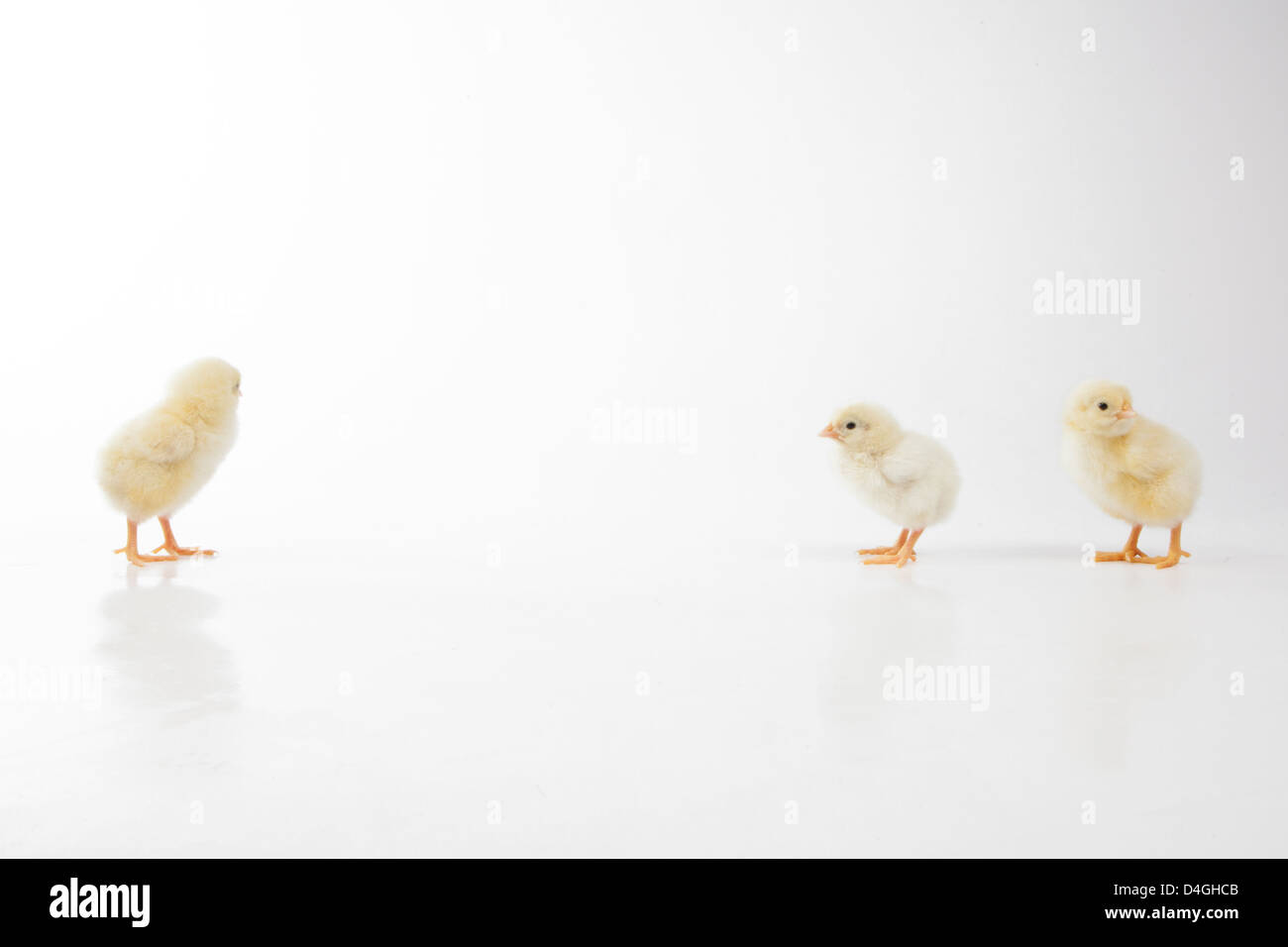 Drei Küken auf weißem Hintergrund Stockfoto
