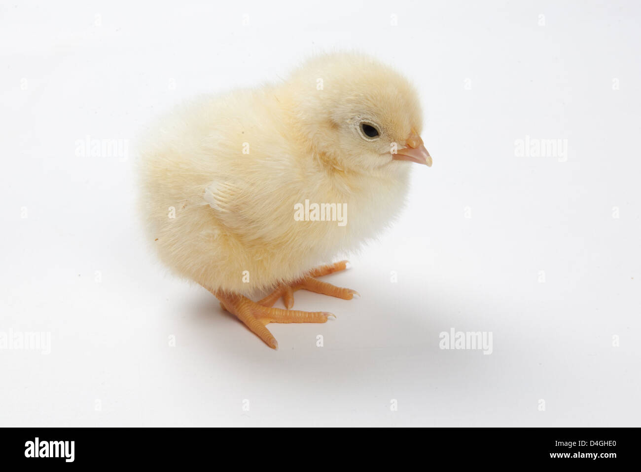 Ein Küken ansehen Stockfoto