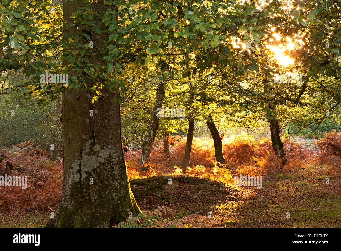 Am frühen Morgensonnenlicht beleuchtet einen herbstlichen Laubwald im New Forest National Park in Hampshire, England. Stockfoto