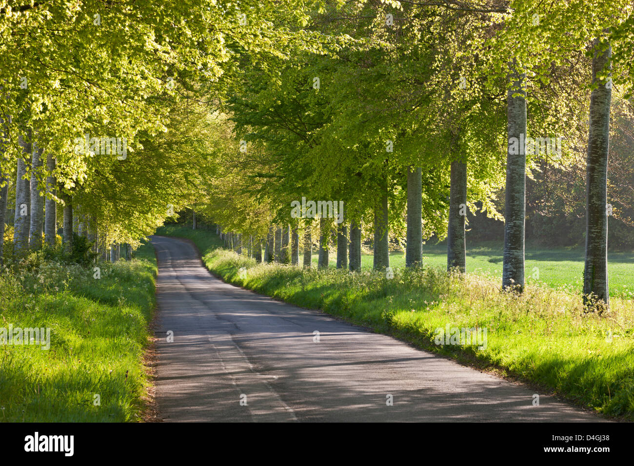 Von Bäumen gesäumten Feldweg im Frühling, Dorset, England. Frühjahr 2012 (Mai). Stockfoto