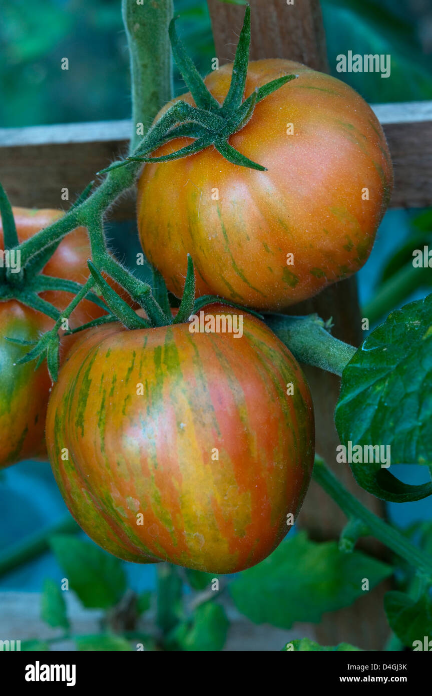 Tomate 'Striped Stuffer". Stockfoto