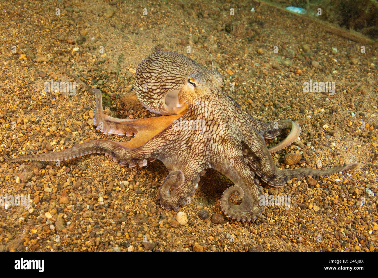 Veined Octopus, Octopus Marginatus, Anilao, Philippinen. Stockfoto