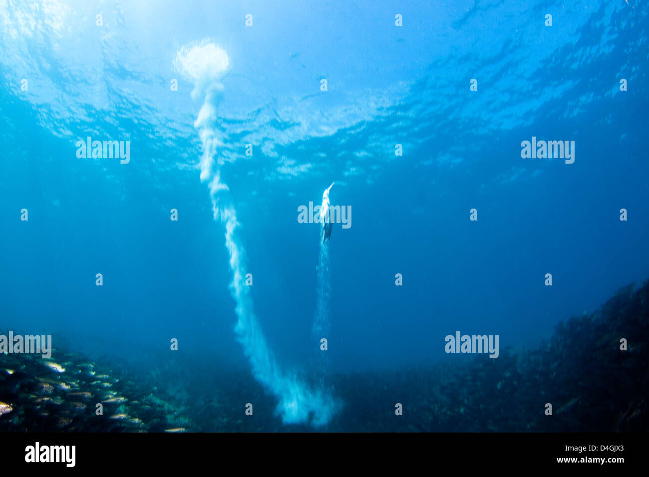 Eine blaue footed Tölpel, Sula Nebouxii Excisa, taucht in eine Schule für schwarze gestreifte Salema, Xenocys Jessiae, Galapagos, Equador. Stockfoto