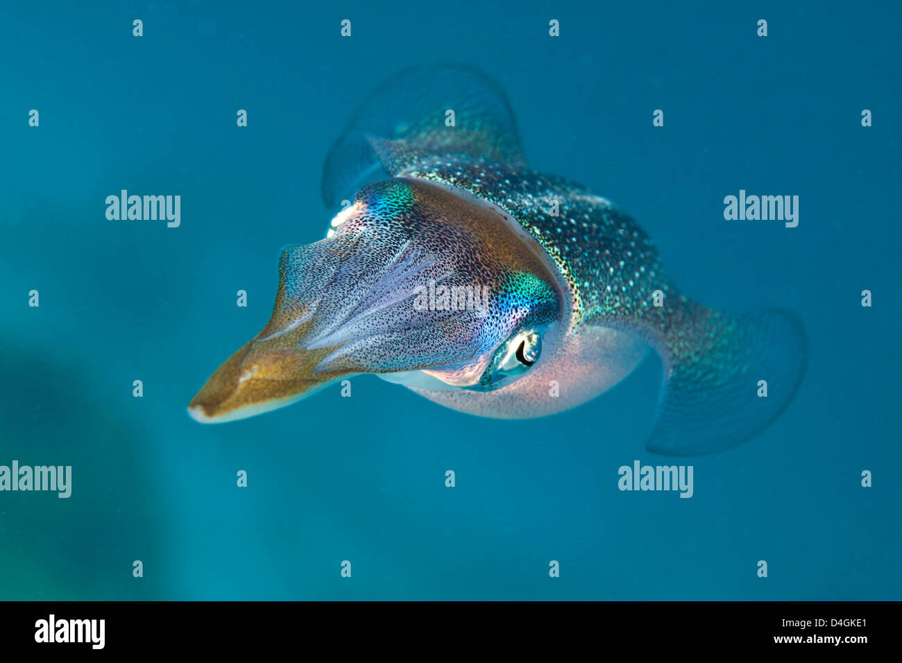 Karibischer Riff Tintenfisch, Sepioteuthis Sepioidea, wird allgemein in seichte Ufer Wasser der Karibik beobachtet. Stockfoto