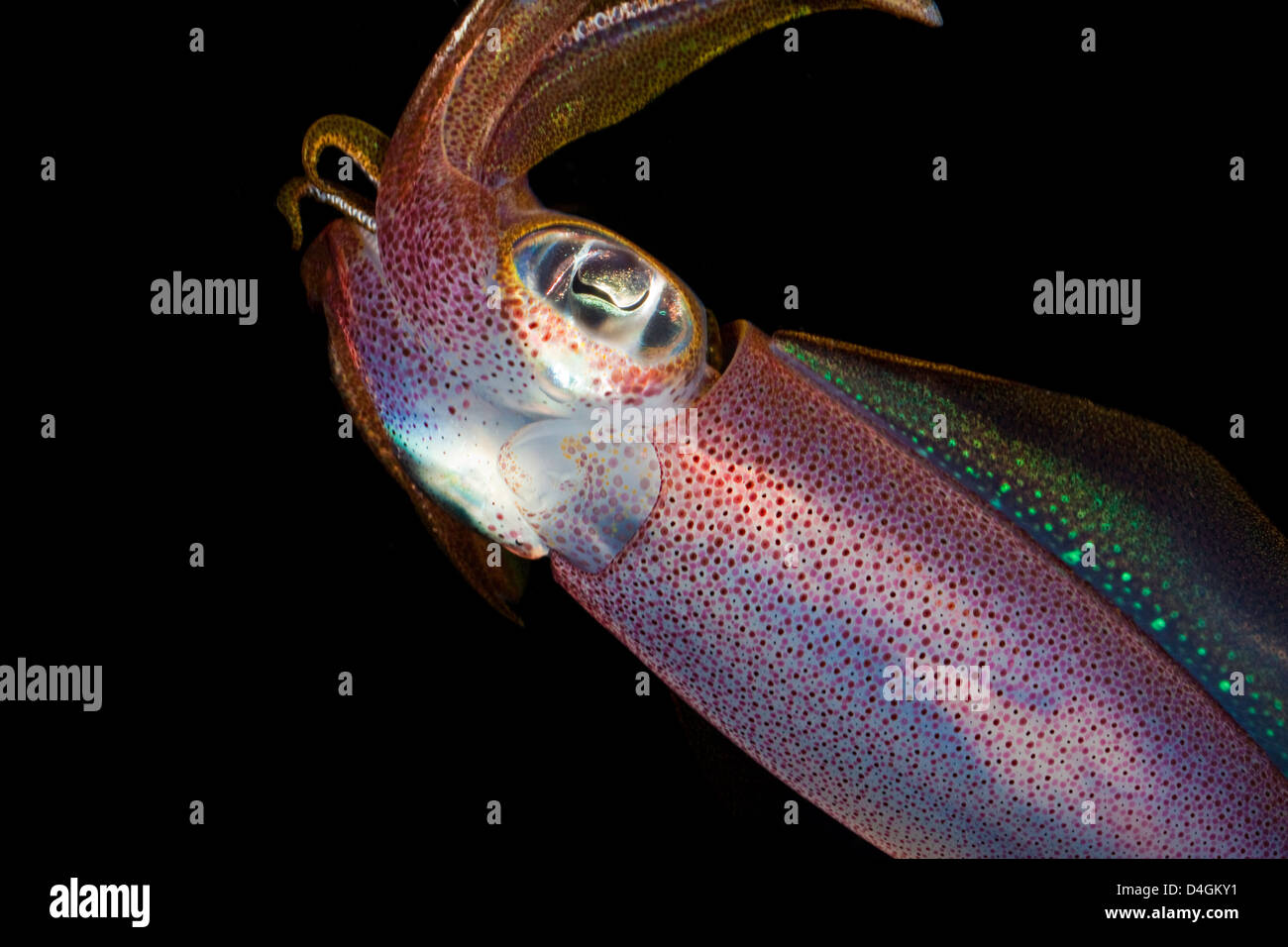 Der ovale Tintenfisch, Sepioteuthis Lessoniana, können 14 Zoll in der Länge erreichen. Hawaii. Stockfoto