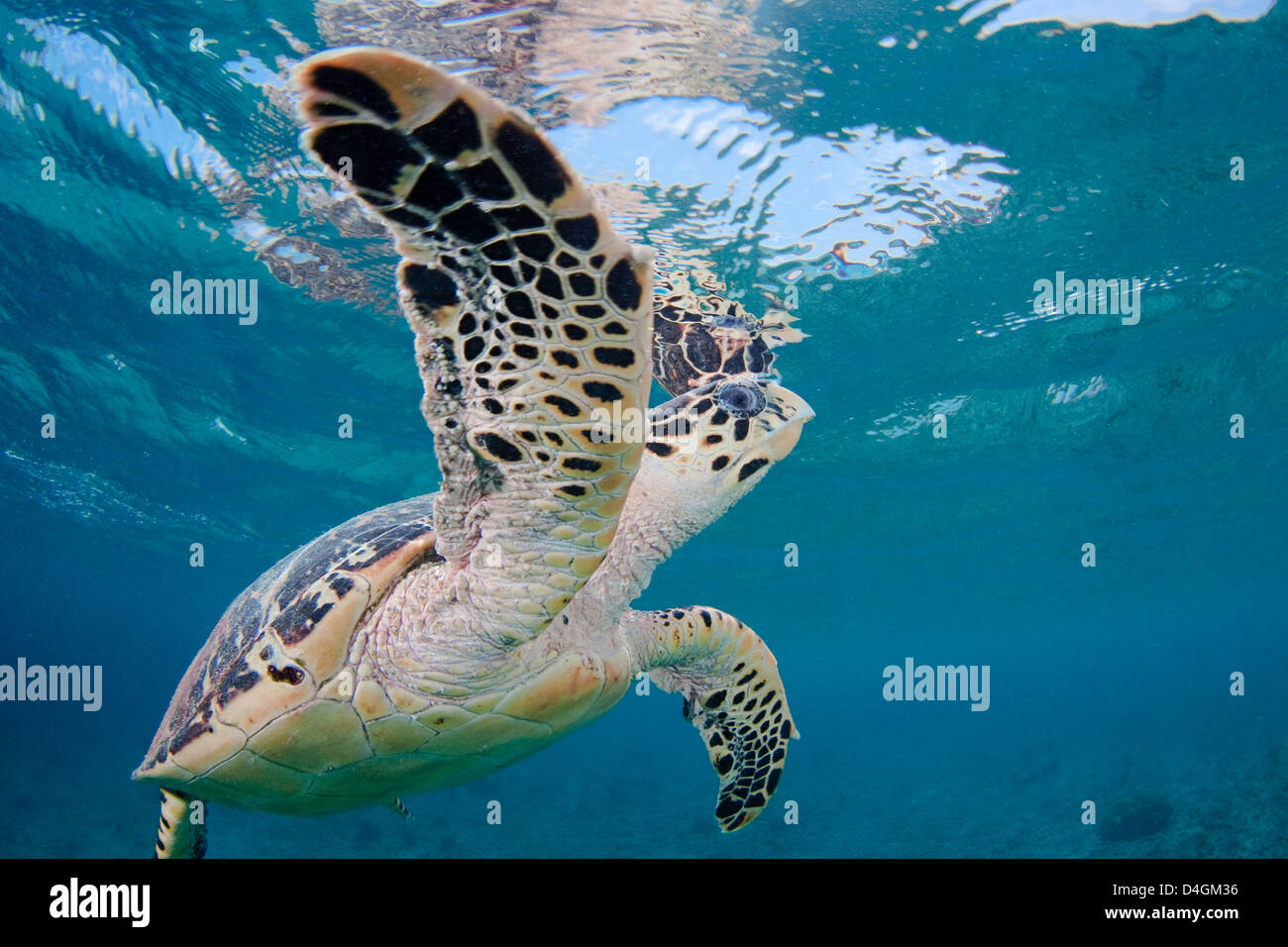 Ein Hawksbill Turtle, Eretmochelys Imbricata, Oberflächen für einen Hauch aus der Insel Bonaire, Niederländische Antillen, Karibik Stockfoto